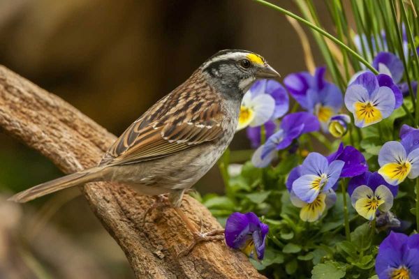 North Carolina, White-throated sparrow on limb